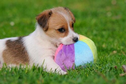 養(yǎng)不養(yǎng)狗可能是你的基因決定的