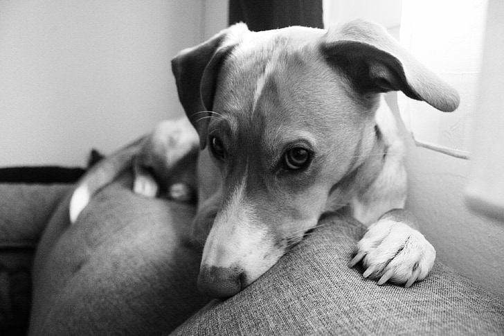 A dog’s Ten Commandments　一只狗的十個忠告