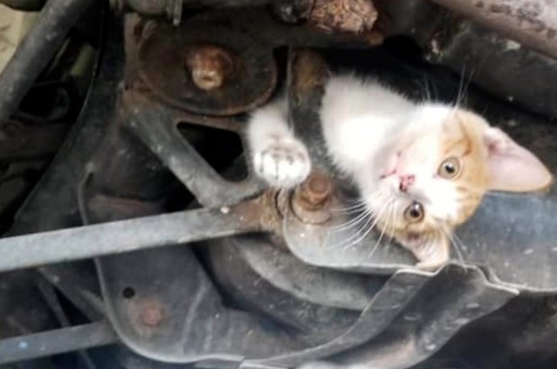 卷入車架的小貓，隨車旅行30英里后，幸存