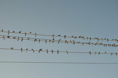 兒童英語(yǔ)笑話：How many birds left? 還剩幾只鳥？