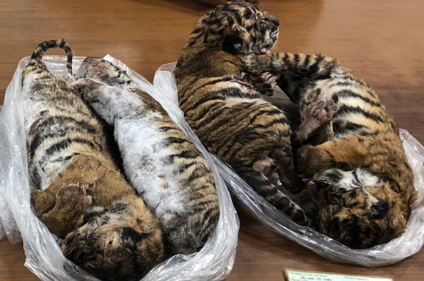 在走私者的車后，發(fā)現(xiàn)被凍死的小虎崽