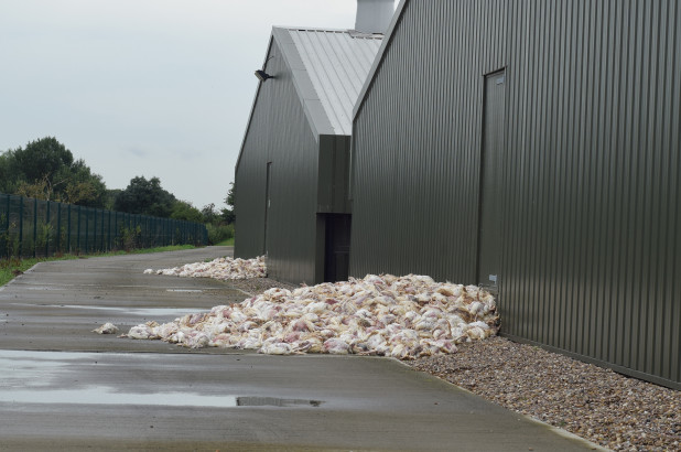 英國(guó)有史以來(lái)最熱的一天，數(shù)千只雞被烤死