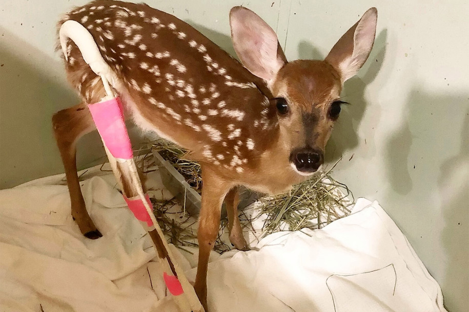 現(xiàn)實中的斑比,粉色石膏小鹿