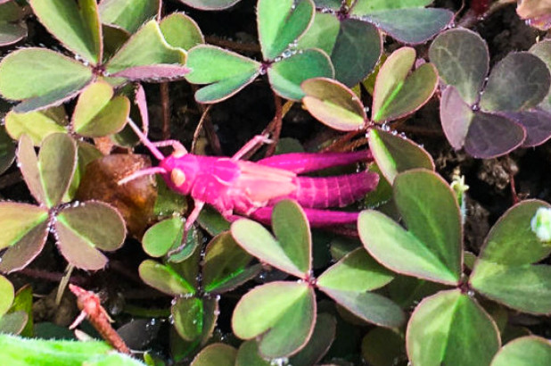 非常罕見發(fā)粉色蚱蜢，出現(xiàn)在英國花園里