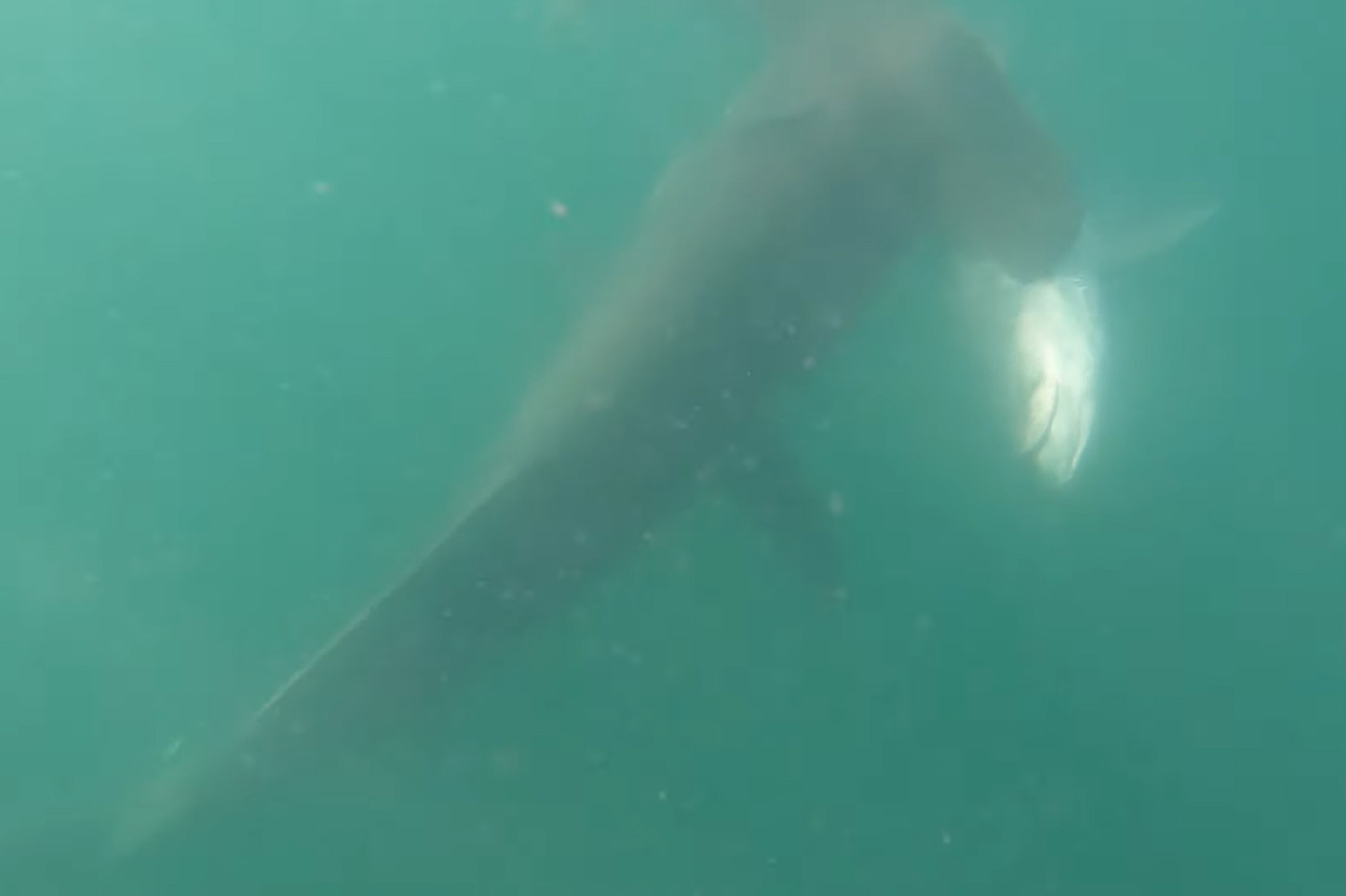 錘頭鯊與漁夫爭(zhēng)奪180磅的獵物