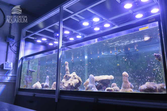 實(shí)驗(yàn)室培育的珊瑚實(shí)現(xiàn)“重大突破”，或可拯救美國的珊瑚礁