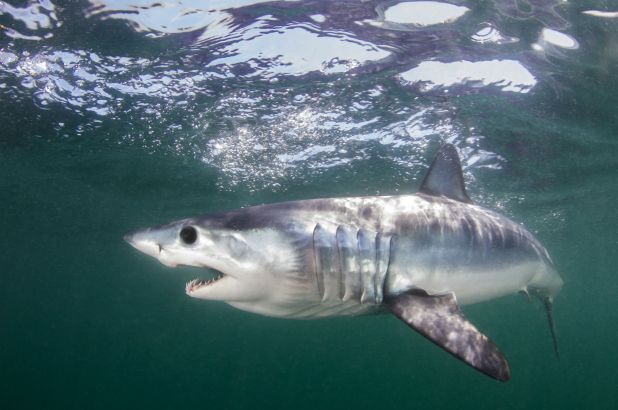 各國就保護(hù)十多種鯊魚達(dá)成一致