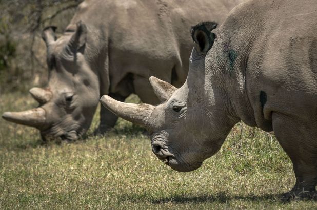 意大利科學家啟用冷凍精子，助北部白犀牛物種延續(xù)