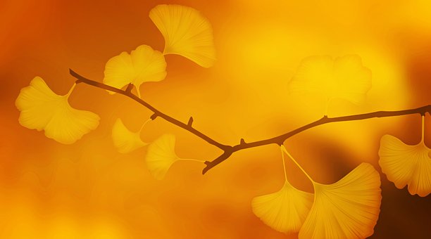 The Last Leaf　最后一片葉子