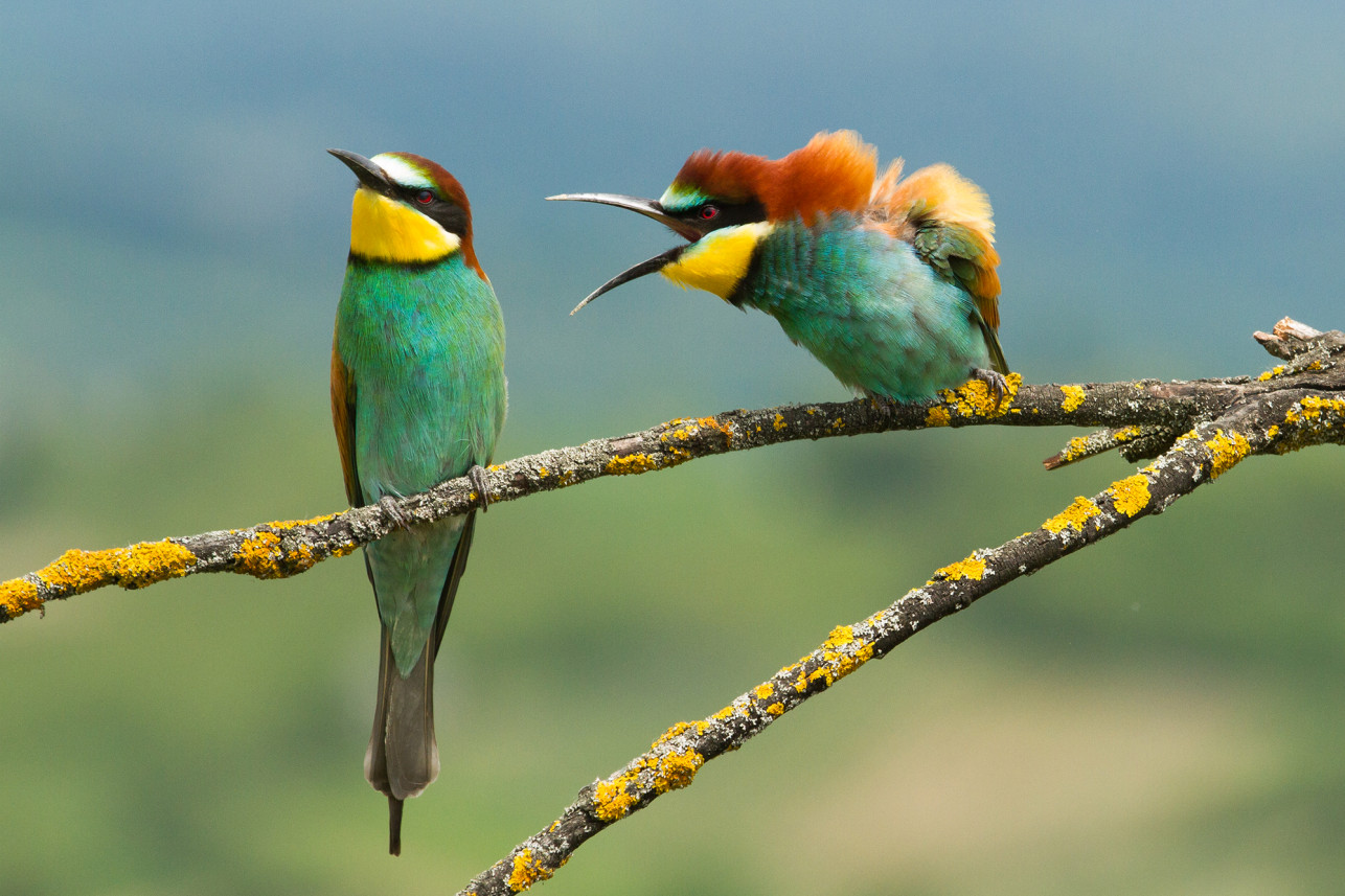 動(dòng)物是很有趣的，喜劇野生動(dòng)物獎(jiǎng)就證明了這一點(diǎn)