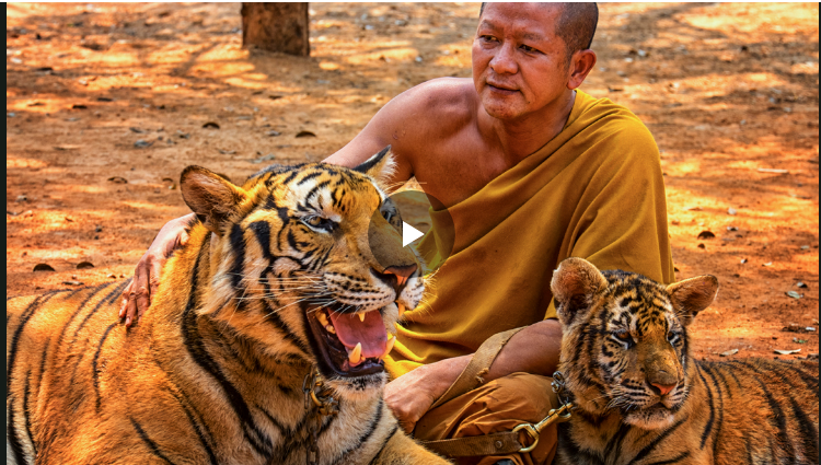 泰國(guó)近親繁殖的老虎，因沒(méi)有免疫力而陸續(xù)死亡