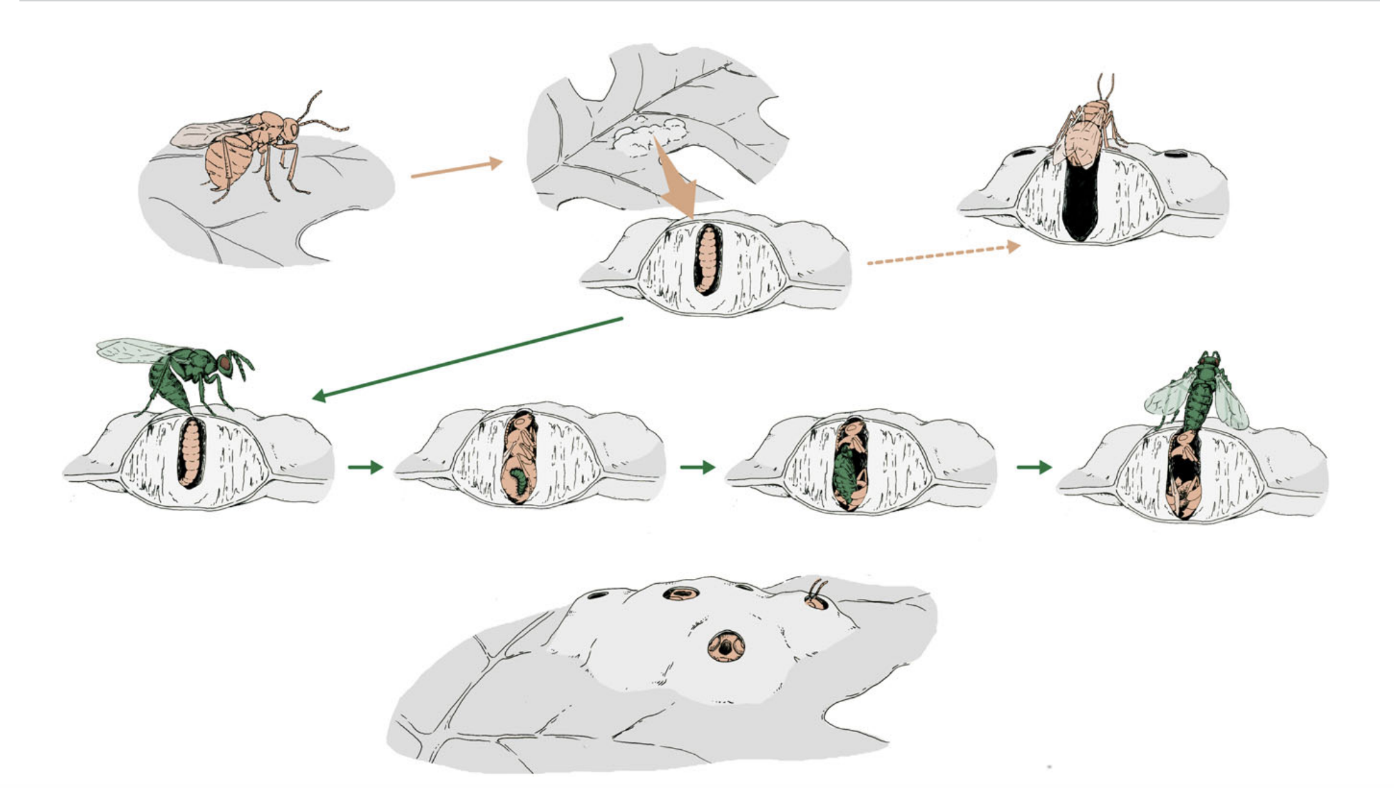 守穴黃蜂，有一種可怕的生存技術(shù)